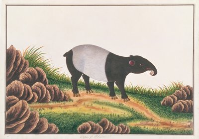 Malayan Tapir, from Drawings of Animals, Insects and Reptiles from Malacca, c.1805-18 by Chinese School